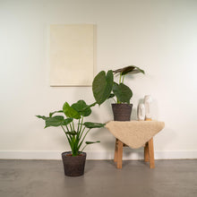 Kamerplant - Alocasia Cucullata + Alocasia Wentii - Pot Ø 19cm Hoogte ↕ 60cm