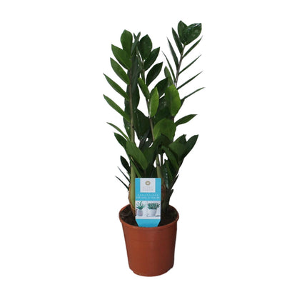 Kamerplant - Zamioculcas Zamiifolia - Pot Ø 14cm Hoogte ↕ 55cm