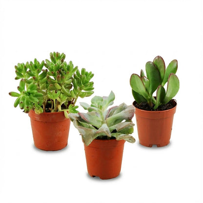 Kamerplant 3x Mini Succulenten Mix - Pot Ø 5,5cm Hoogte ↕ 5-10cm