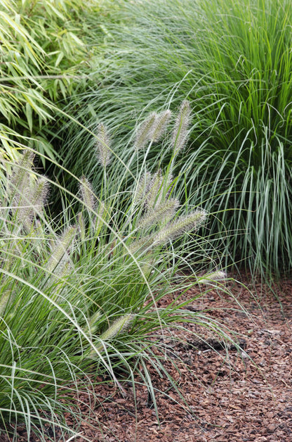 Buitenplant - Pennisetum alopecuroides 'Hameln' - Pot Ø 19cm Hoogte ↕ 40cm