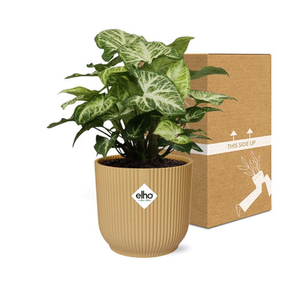 Kamerplant - Syngonium Arrow - Pot Ø 14cm Hoogte ↕ 25cm