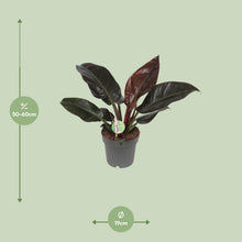 Kamerplant - Philodendron Imperial Red - Pot Ø 19cm Hoogte ↕ 55cm