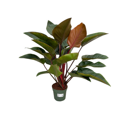 Kamerplant - Philodendron Red Beauty - Pot Ø 27cm Hoogte ↕ 100cm