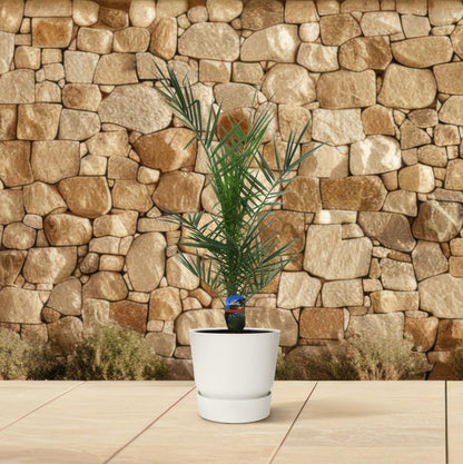 Buitenplant - Phoenix canariensis - Pot Ø 14cm Hoogte ↕ 80cm