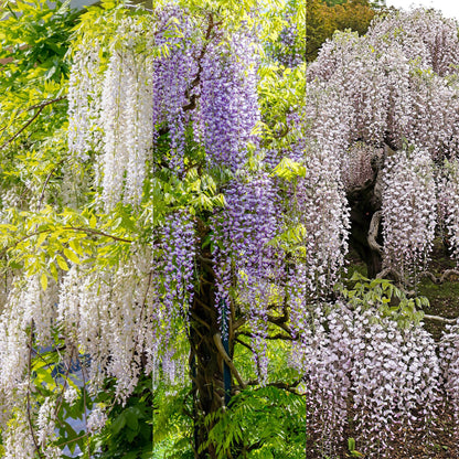 Buitenplant 3x Wisteria floribunda Tricolour - Bloeiend - Pot Ø 11cm Hoogte ↕ 40cm