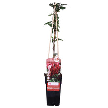 Buitenplant - Lonicera japonica 'Red World' - Klimplant - Pot Ø 15cm Hoogte ↕ 65cm