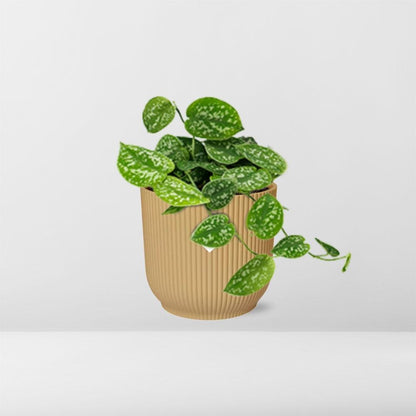 Kamerplant - Scindapsus Pictus 'Argyraeus' - Pot Ø 14cm