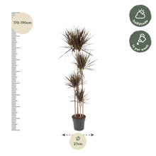 XL kamerplant - Dracaena Magenta - Pot Ø 27cm Hoogte ↕ 180cm