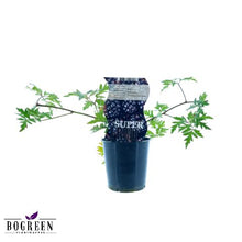 Buitenplant - Rubus 'Thornless Evergreen' (Doornloze braam) - Pot Ø 12cm Hoogte ↕ 30cm