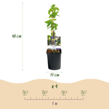 Buitenplant 2x Passiflora caerulea - Bloeiend - Pot Ø 11cm Hoogte ↕ 40cm