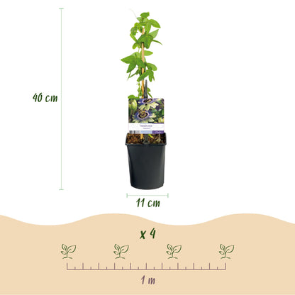 Buitenplant 2x Passiflora caerulea - Bloeiend - Pot Ø 11cm Hoogte ↕ 40cm