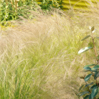 Buitenplant 60x Stipa tenuissima 'Ponytails' - Pot Ø 9cm Hoogte ↕ 10-25cm