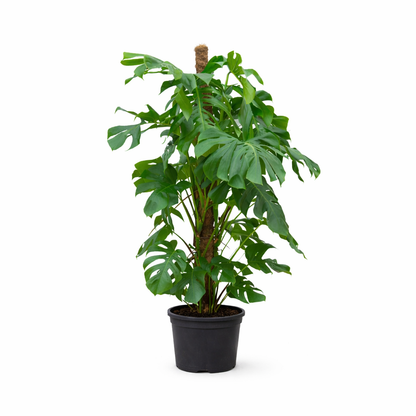 Kamerplant - Monstera Deliciosa - Hoogte ↕ 32-180cm