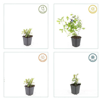 Buitenplant 24x Ceratostigma plumbaginoides - Bloeiend - Pot Ø 9cm Hoogte ↕ 10-25cm