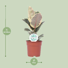 Kamerplant - Ficus Elastica Tineke - Pot Ø 17cm Hoogte ↕ 50cm