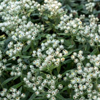 Buitenplant 24x Anaphalis triplinervis - Bloeiend - Pot Ø 9cm Hoogte ↕ 10-25cm