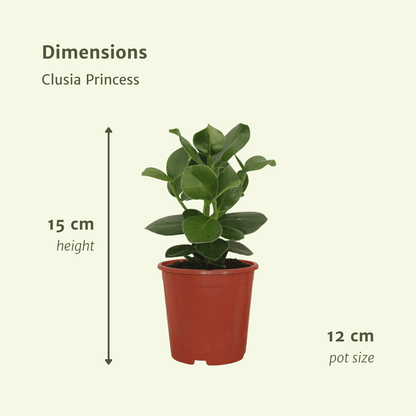 Kamerplant 2x Clusia Princess - Handtekeningboom - Pot Ø 12cm Hoogte ↕ 15cm