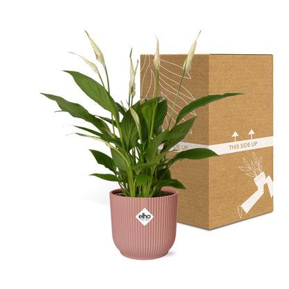 Kamerplant - Spathiphyllum Torelli - Pot Ø 14cm Hoogte ↕ 12cm