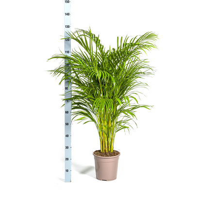 Kamerplant - Dypsis Areca Lutescens - Pot Ø 24cm Hoogte ↕ 120-140cm