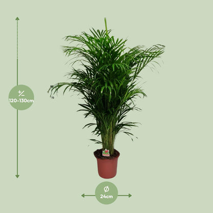 Kamerplant - Dypsis Lutescens (Areca Palm) - Hoogte ↕ 12-230cm