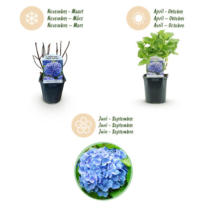 Buitenplant 3x Hydrangea macrophylla Blauw - Bloeiend - Pot Ø 17cm Hoogte ↕ 30cm