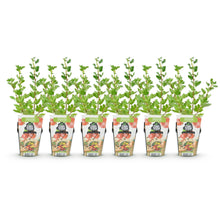 Buitenplant 6x Ribes uva-crispa Hinnonmaki Rod - Winterhard - Pot Ø 9cm