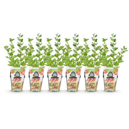 Buitenplant 6x Ribes uva-crispa Hinnonmaki Rod - Winterhard - Pot Ø 9cm