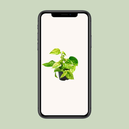 Kamerplant - Epipremnum Marble Queen (Scindapsus) - Pot Ø 15cm Hoogte ↕ 25cm