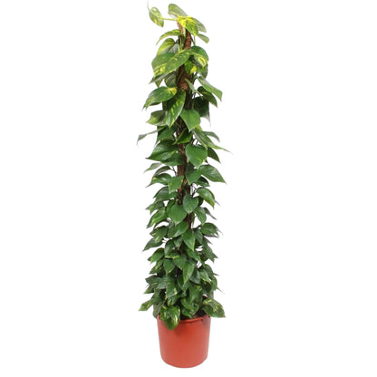 XL Kamerplant - Epipremnum Aureum op mosstok - Luchtzuiverend - Pot Ø 34cm Hoogte ↕ 180cm