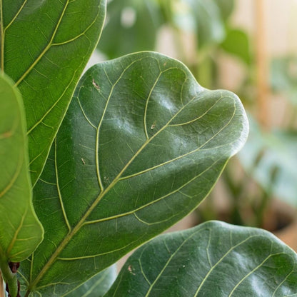 Kamerplant - Ficus Lyrata (Vioolbladplant) - Pot Ø 21cm Hoogte ↕ 75-85cm