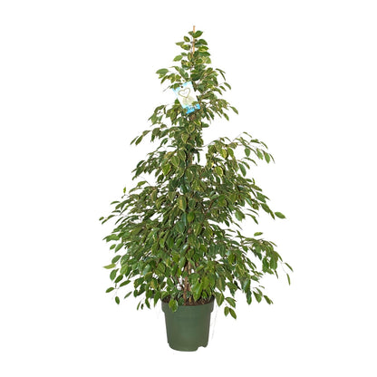 Kamerplant - Ficus Benjamina Golden King - Pot Ø 27cm Hoogte ↕ 130cm