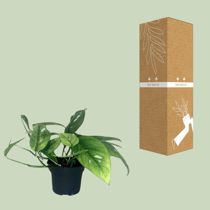 Kamerplant - Epipremnum Cebu Blue - Hangplant - Pot Ø 12cm Hoogte ↕ 20cm