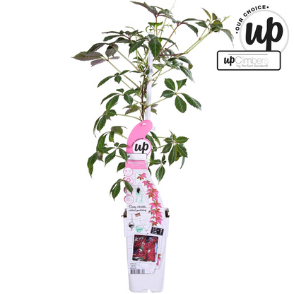 Buitenplant - Parthenocissus henryana - Chinese Wilde Wingerd - Pot Ø 15cm Hoogte ↕ 65cm