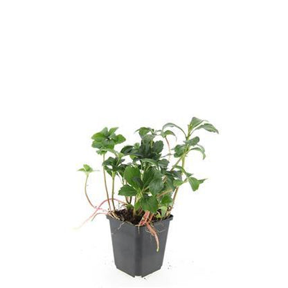 Buitenplant 24x Pachysandra terminalis 'Green Sheen' - Bodembedekker - Pot Ø 9cm Hoogte ↕ 10-25cm