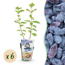Buitenplant 6x Honingbes Lonicera caerulea Kamtschatica - Winterhard - Pot Ø 9cm