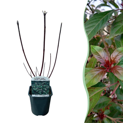 Buitenplant - Cornus alba 'Kesselringii' - Paarse takken - Pot Ø 17cm Hoogte ↕ 45cm