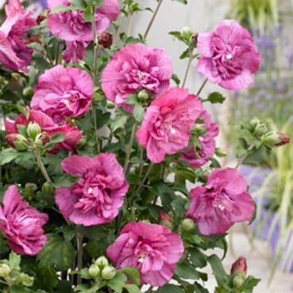 Buitenplant - Hibiscus syriacus Magenta Chiffon® - Bloeiend - Winterhard - Pot Ø 19cm Hoogte ↕ 90cm