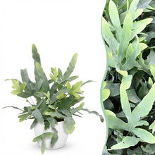 Kamerplant - Phlebodium aureum Blue Star - Blauwe Varen - Pot Ø 12cm Hoogte ↕ 25cm
