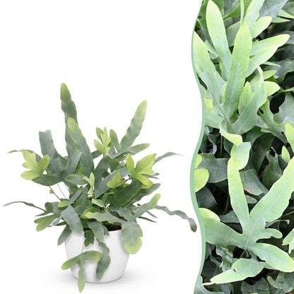 Kamerplant - Phlebodium aureum Blue Star - Blauwe Varen - Pot Ø 12cm Hoogte ↕ 25cm