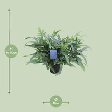Kamerplant - Phlebodium Aureum Blue Star - Pot Ø 17cm Hoogte ↕ 50cm