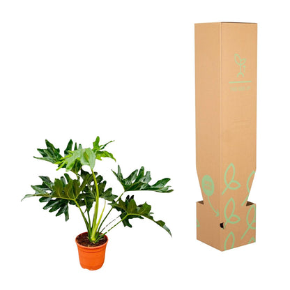 Kamerplant - Philodendron Selloum - Pot Ø 22cm Hoogte ↕ 60cm