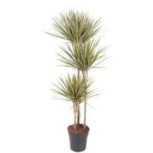 XL Kamerplant - Dracaena Bicolor - Pot Ø 24cm Hoogte ↕ 150cm
