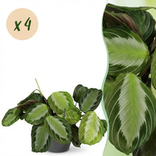Kamerplant 4x Maranta Fascinator Silverband - Gebedsplant - Pot Ø 12cm Hoogte ↕ 25cm