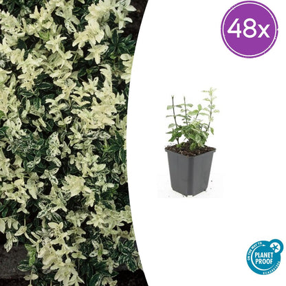 Buitenplant 48x Euonymus fort. 'Harlequin' - Pot Ø 9cm Hoogte ↕ 10-25cm