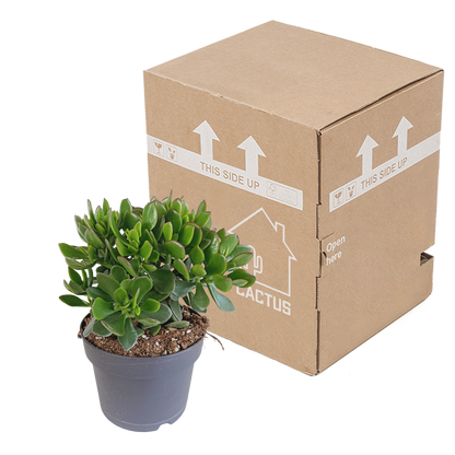 Kamerplant - Crassula Minova - Pot Ø 17cm