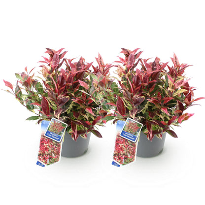 Buitenplant 2x Leucothoe Colour Diamond - Groenblijvend - Pot Ø 17cm Hoogte ↕ 45cm