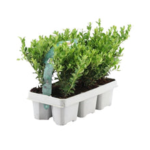 Buitenplant 12x Ilex crenata 'Jenny' - Winterhard - Pot Ø 7cm Hoogte ↕ 15cm