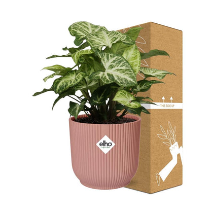 Kamerplant - Syngonium Arrow - Pot Ø 14cm