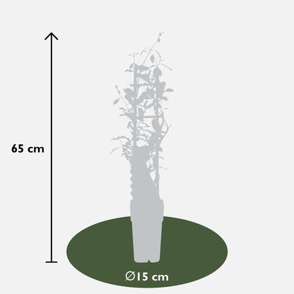 Buitenplant - Trachelospermum 'Star of Ibiza' - Klimplant - Pot Ø 15cm Hoogte ↕ 65cm