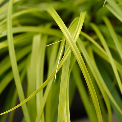 Buitenplant 2x Carex oshimensis 'Everillo' - Bladhoudend - Pot Ø 17cm Hoogte ↕ 50cm